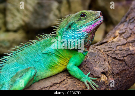 Vue de côté et gros plan de l'eau chinois, Dragon Vert, Dragon de l'eau également Physignathus cocincinus. Banque D'Images