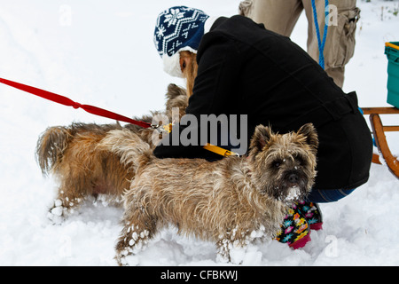 Jeune femme tendant une paire de Cairn terriers dans la neige Banque D'Images