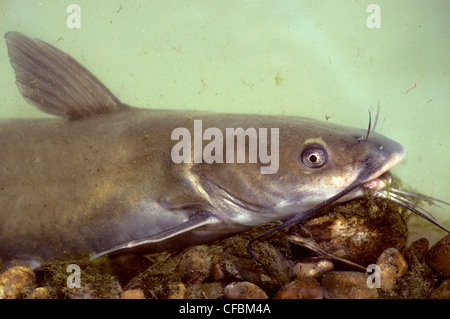 Barbue de rivière Banque D'Images