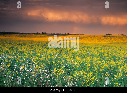 Le canola et le ciel d'orage près de Regina, Saskatchewan, Canada Banque D'Images