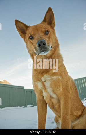 Portrait of mixed breed dog outdoors in winter Banque D'Images