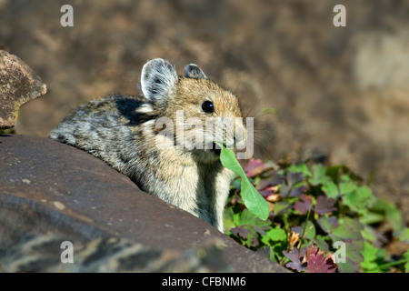 Pika américain (Ochotona princeps) collecte de la végétation pour sa haypiles, montagnes Rocheuses, l'ouest de l'Alberta Banque D'Images