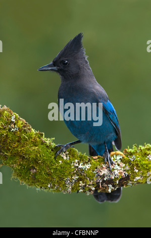 Le Geai de Steller (Cyanocitta stelleri) sur perche moussue à Victoria, île de Vancouver, Colombie-Britannique, Canada Banque D'Images