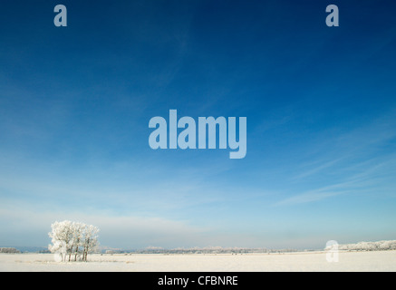 Près de l'eau arbres givrés Valley, Alberta, Canada Banque D'Images