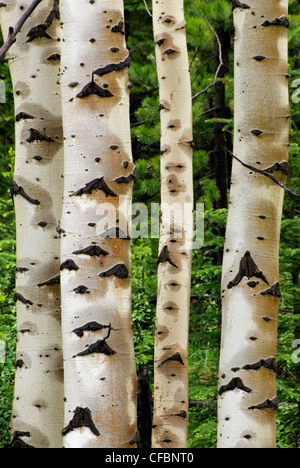 Aspen (troncs d'arbre humide peuplée tremuloides) près de Nordegg, Alberta, Canada Banque D'Images