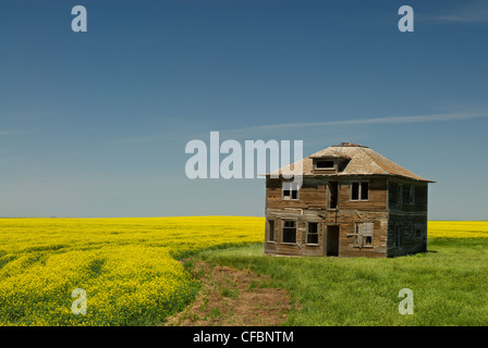 Ferme abandonnée et champ de canola près de chef, Saskatchewan, Canada Banque D'Images