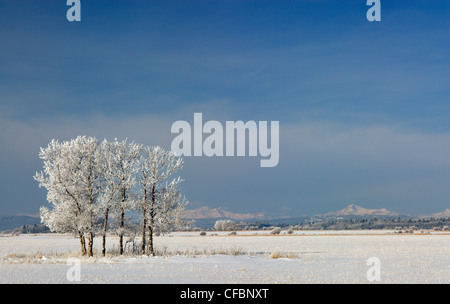 Près de l'eau arbres givrés Valley, Alberta, Canada Banque D'Images