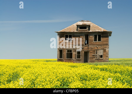 Maison abandonnée et champ de canola près de chef, Saskatchewan, Canada Banque D'Images