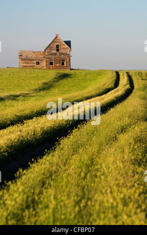 Maison abandonnée près de chef, Saskatchewan, Canada Banque D'Images