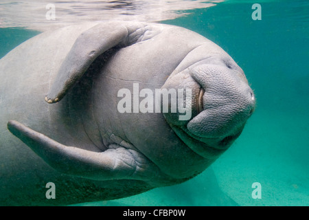 Floride lamantins (Trichechus manatus latirostris), Crystal River, le centre-ouest de la Floride, États-Unis Banque D'Images