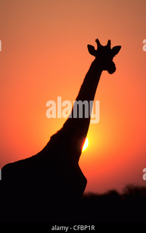 Girafe (Giraffa camelopardalis) au coucher du soleil, la réserve de Masai Mara, Kenya, Afrique de l'Est Banque D'Images