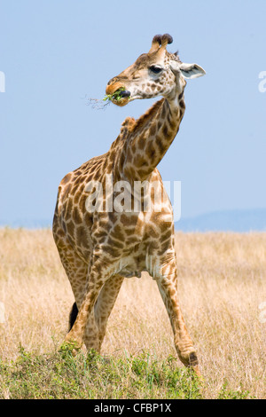 Browsing Girafe (Giraffa camelopardalis), la réserve de Masai Mara, Kenya, Afrique de l'Est Banque D'Images
