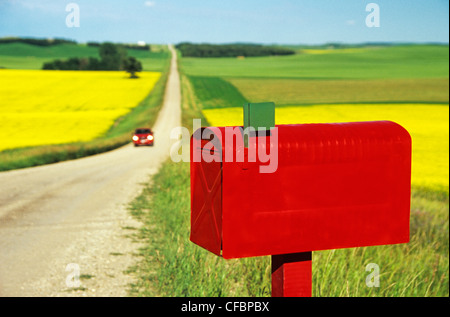 Boîte aux lettres rouge le long de routes de campagne, avec des champs de colza et de céréales dans le fond près de Holland, Manitoba, Canada Banque D'Images