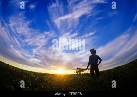 Un agriculteur donne sur sa récolte de soja venant à échéance au coucher du soleil près de Lorette, Manitoba, Canada Banque D'Images