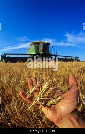 Un agriculteur détient les chefs du blé d'hiver pendant la récolte près de Winkler, au Manitoba, Canada Banque D'Images