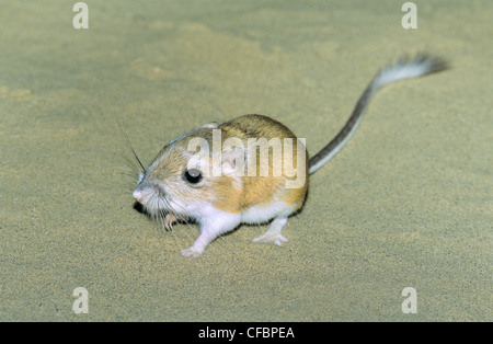 Hot rat kangourou d'Ord (Dipodomys ordii), le sud-est de l'Alberta, Canada Prairie Banque D'Images