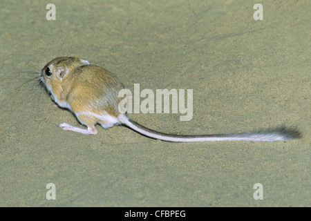 Hot rat kangourou d'Ord (Dipodomys ordii), le sud-est de l'Alberta, Canada Prairie Banque D'Images