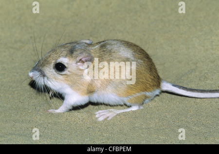 Hot rat kangourou d'Ord (Dipodomys ordii), le sud-est de l'Alberta, Canada Prairie Banque D'Images