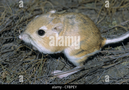 Hot rat kangourou d'Ord (Dipodomys ordii), le sud-est de l'Alberta, Canada Prairie Banque D'Images