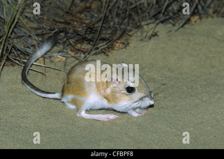 Hot rat kangourou d'Ord (Dipodomys ordii), le sud-est de l'Alberta, Canada Prairie Banque D'Images