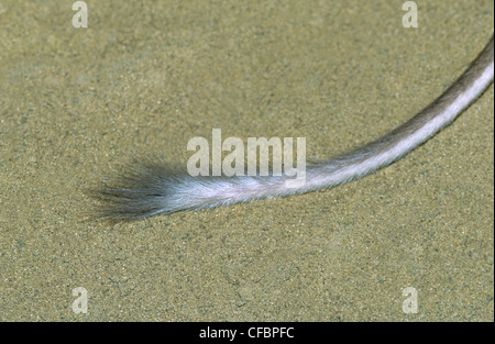 La queue d'un des profils rat kangourou d'Ord (Dipodomys ordii), le sud-est de l'Alberta, Canada Prairie Banque D'Images