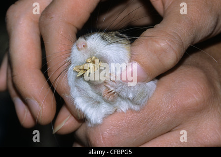 La biologiste hot rat kangourou d'Ord Banque D'Images