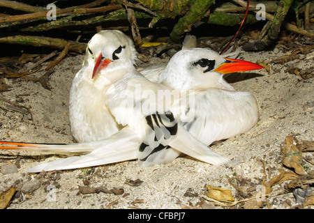 Phaétons à queue rouge adultes (Phaethon rubicauda), l'atoll de Midway, New York Banque D'Images