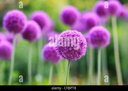 Allium Purple fleurs. Jardins anglais, Parc Assiniboine, Winnipeg, Manitoba, Canada. Banque D'Images