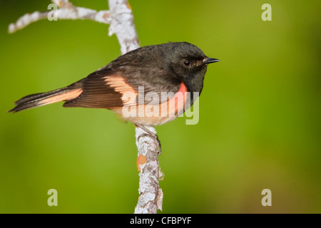 Paruline flamboyante (stephaga ruticilla) perché sur une branche au Manitoba, Canada. Banque D'Images