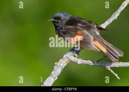 Paruline flamboyante (stephaga ruticilla) perché sur une branche au Manitoba, Canada. Banque D'Images