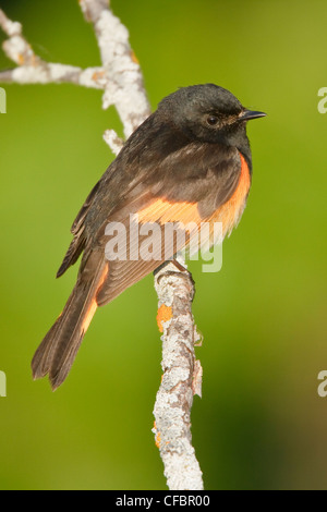 Paruline flamboyante (stephaga ruticilla) perché sur une branche au Manitoba, Canada. Banque D'Images