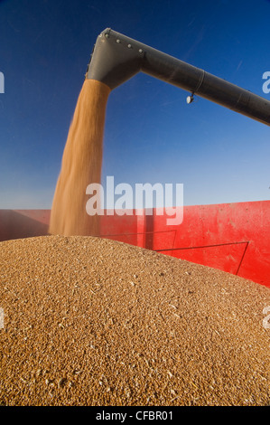 Une moissonneuse-batteuse de blé de printemps de la vis de déchargement dans un wagon de grain pendant la récolte près de Dugald (Manitoba), Canada Banque D'Images