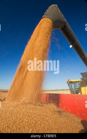 Une moissonneuse-batteuse de blé de printemps de la vis de déchargement dans un wagon de grain pendant la récolte près de Dugald (Manitoba), Canada Banque D'Images