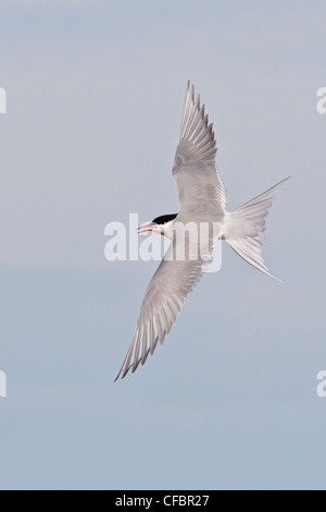 Sterne arctique (Strena paradisaea) volant à Churchill, Manitoba, Canada. Banque D'Images