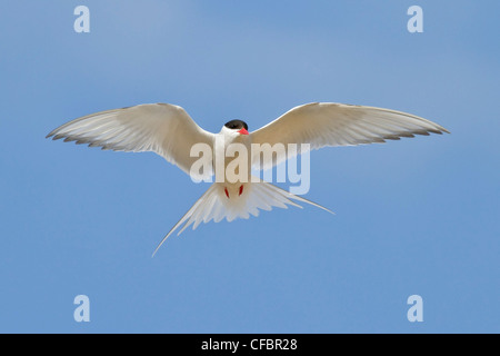 Sterne arctique (Strena paradisaea) volant à Churchill, Manitoba, Canada. Banque D'Images