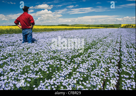 Farmer donne sur un champ de lin à fleurs avec le canola en arrière-plan, Tiger Hills près de Somerset, Manitoba, Canada Banque D'Images