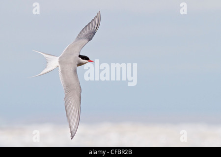 Sterne arctique (Strena paradisaea) volant à Churchill, Manitoba, Canada. Banque D'Images