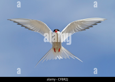 Sterne arctique (Strena paradisaea) volant à Churchill, Manitoba, Canada. Banque D'Images