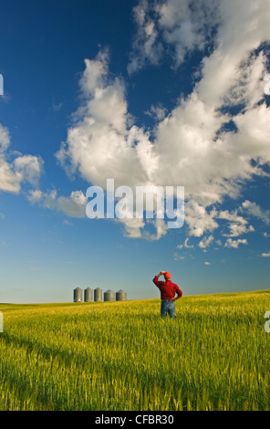 Farmer donne sur des silos à grains de la récolte d'orge Banque D'Images