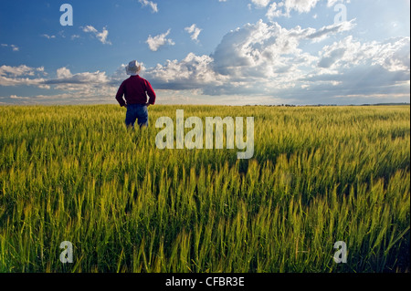 Un homme donne sur une récolte de l'orge et un ciel avec des nuages cumulonimbus, Tiger Hills, Manitoba, Canada Banque D'Images