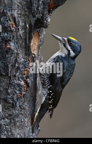 Pic à dos noir (Picoides arcticus) perché sur un tronc d'arbre brûlé au Manitoba, Canada. Banque D'Images