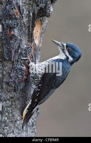 Pic à dos noir (Picoides arcticus) perché sur un tronc d'arbre brûlé au Manitoba, Canada. Banque D'Images