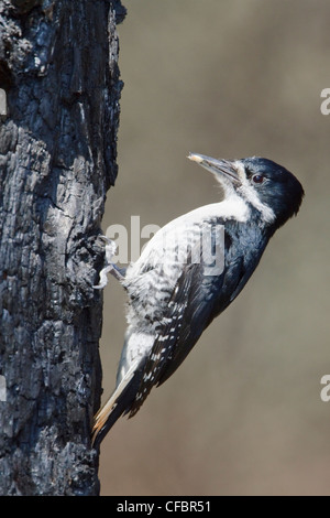 Pic à dos noir (Picoides arcticus) perché sur un tronc d'arbre brûlé au Manitoba, Canada. Banque D'Images