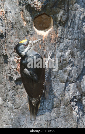 Pic à dos noir (Picoides arcticus) perché sur un tronc d'arbre brûlé au Manitoba, Canada. Banque D'Images