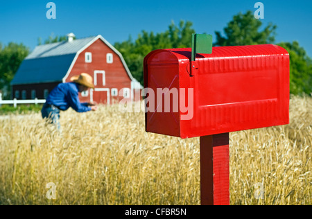 Close up de boîte aux lettres rurales avec grange rouge et contrôle de l'agriculteur blé de printemps dans l'arrière-plan, Grande Pointe, au Manitoba, Canada Banque D'Images