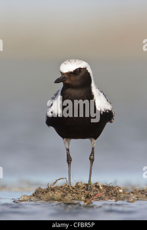 Pluvier argenté (Pluvialis squatarola) dans une vasière en Alberta, Canada. Banque D'Images