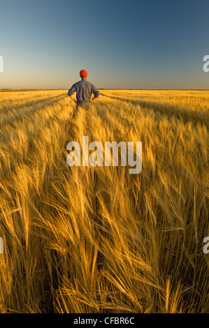 Un agriculteur donne sur sa maturité, prêt de la récolte d'orge près de Carey, Manitoba, Canada Banque D'Images