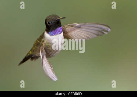 Colibri à gorge noire (Archilochus alexandri) en vol dans la région de la Colombie-Britannique, Canada. Banque D'Images