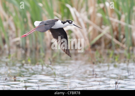 Échasse d'Amérique (Himantopus mexicanus) Vol au-dessus d'un petit étang en Alberta, Canada. Banque D'Images