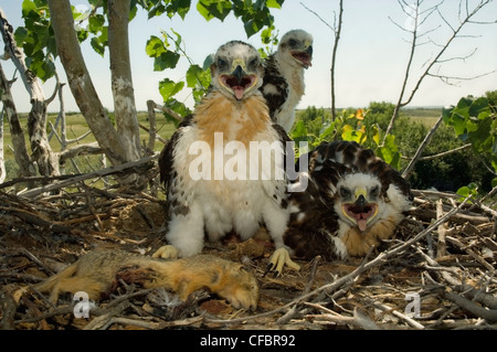 Jeune poussins Buse rouilleuse (Buteo regalis) au nid de spermophile morts proie, Saskatchewan, Canada Banque D'Images